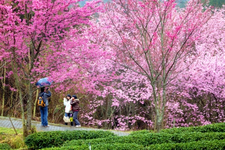 Beautiful Sakura Garden in Wuling Farm Taiwan for adv or others purpose useのeditorial素材