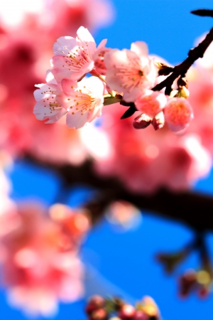  Flowers sakura for adv or others purpose useの写真素材