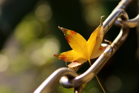 Yellow maple leaf for adv or others purpose useの写真素材
