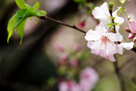 sakura flower for adv or others purpose useの写真素材