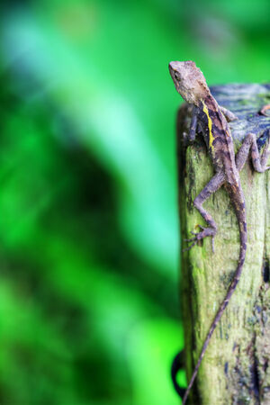 Green crested lizard for adv or others purpose useの写真素材