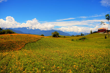 Daylily flower at sixty Stone Mountain in Taiwanの写真素材