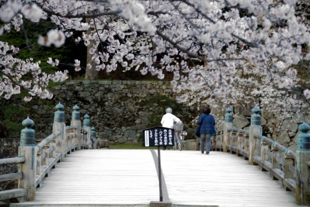 Blossoming cherry trees in an ornamental garden, pastel colors with dreamy feelのeditorial素材