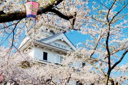 Blossoming cherry trees in an ornamental garden, pastel colors with dreamy feelのeditorial素材