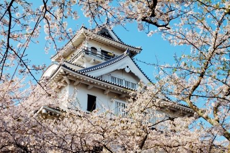 Blossoming cherry trees in an ornamental garden, pastel colors with dreamy feelのeditorial素材
