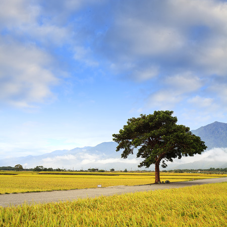 beautiful paddy placeの写真素材