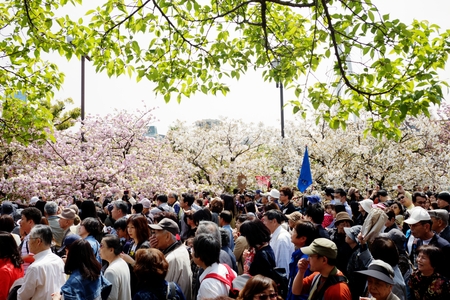 Beautiful sakura for adv or others purpose useのeditorial素材