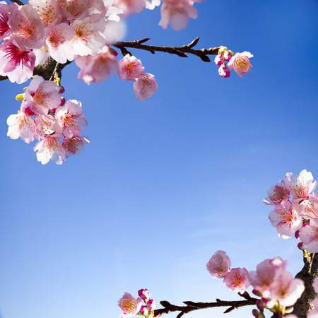 Beautiful sakuraの写真素材