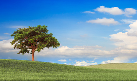 Field,tree and blue sky for adv or others purpose useの写真素材