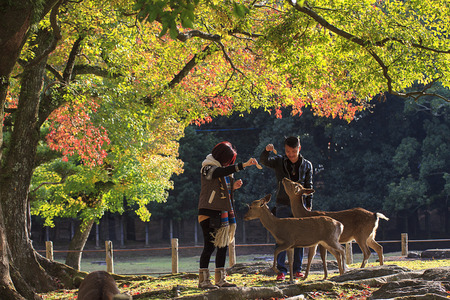 Nara, Japan - November 21, 2013  Visitors feed wild deer on November 21, 2013 in Nara, Japan. Nara is a major tourism destination in Japanのeditorial素材