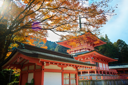 maple season at fall for adv or others purpose useのeditorial素材