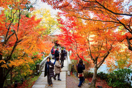 Autumn Japanese garden with maple