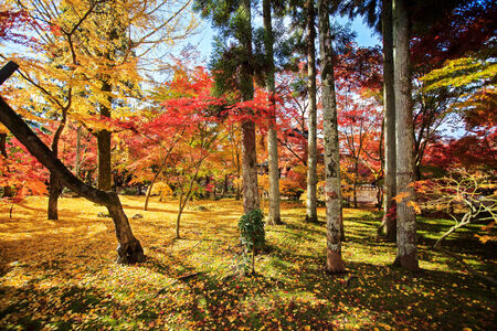 Kyoto, Japan - November 26, 2013  Autumn Japanese garden with mapleの写真素材