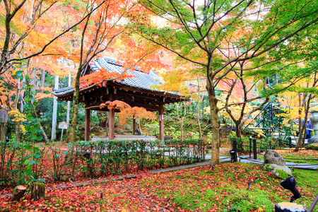 Autumn Japanese garden with mapleの写真素材