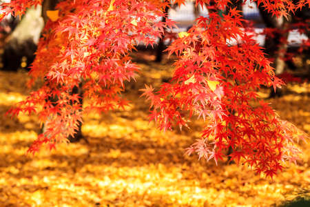 fall season of kyoto, Japanの写真素材