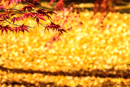 fall season of kyoto, Japan