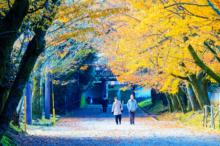 Autumn Japanese garden with mapleのeditorial素材