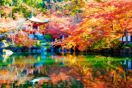 Autumn Japanese garden with mapleのeditorial素材