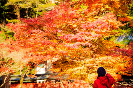 Kyoto, Japan - November 20, 2013 Autumn trees in Jingo-ji Buddhist temple in Kyoto. It stands on Mount Takao to the northwest of the center of the cityのeditorial素材