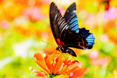 Nature spring daisy flower with butterflyの写真素材