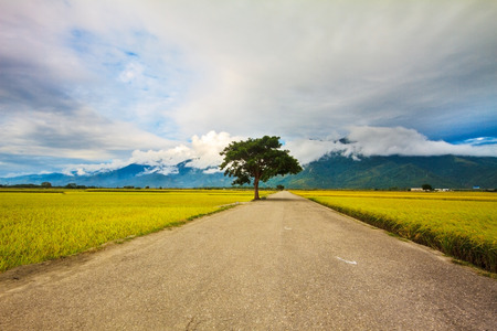 Paddy field for adv or others purpose useの写真素材