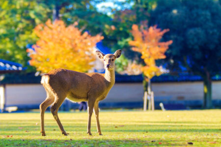 Nara park with deerの写真素材
