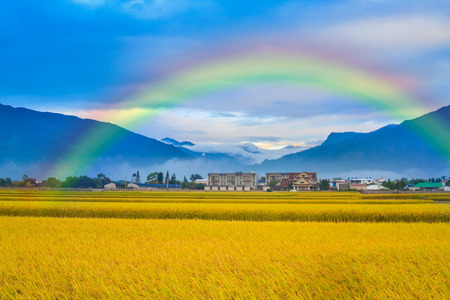 Paddy field with nice rainbow for adv or others purpose useの写真素材