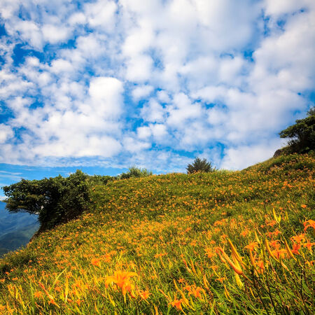 Hualien, Taiwan - September 5, 2010: Daylily flower at sixty Stone Mountain in Taiwan Hualien festivalの写真素材