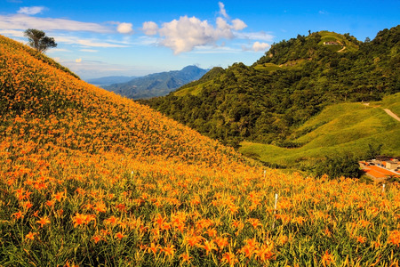 Daylily flower at sixty stone mountain, Taiwanの写真素材