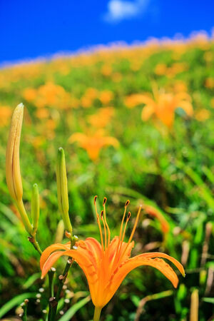 Daylily flower at sixty stone mountain, Taiwanの写真素材
