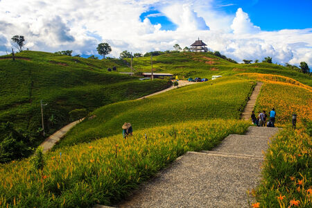 Hualien, Taiwan - September 6, 2010: Daylily flower at sixty stone mountain, Taiwan on every mid-Aug to Mid Sepのeditorial素材