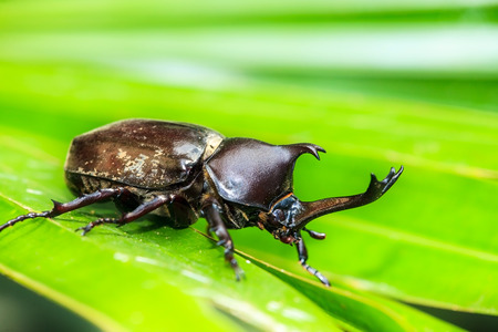Rhinoceros beetle for adv or others purpose useの写真素材