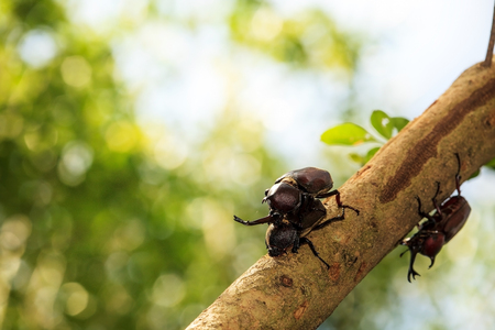 Rhinoceros beetle for adv or others purpose useの写真素材
