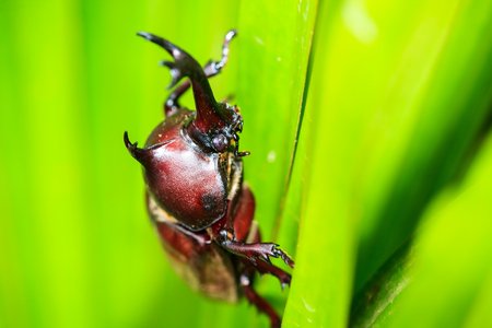 Rhinoceros beetle for adv or others purpose use