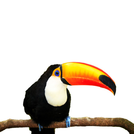 Colorful tucan in the aviary for adv or others purpose useの写真素材