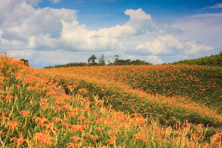 Daylily flower at sixty Stone Mountain in Taiwan Hualien festival

の写真素材