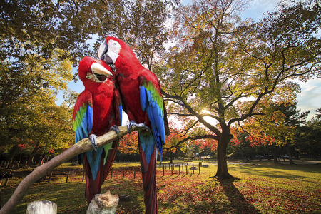 The potrait of Blue & Gold Macaw for adv or others purpose useの写真素材