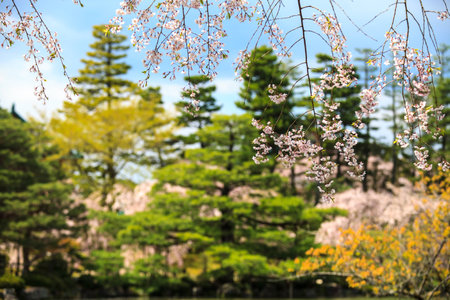 Sakura seaskon in Japan for adv or others purpose useの写真素材