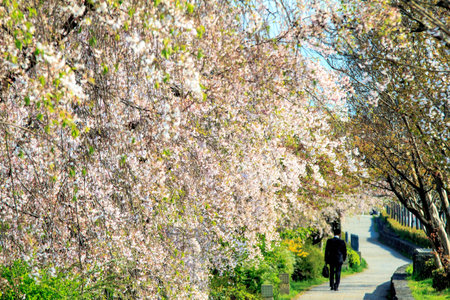 Kyoto, Japan - April 12, 2013: Sakura season in Kyoto, Japan for adv or others purpose useのeditorial素材