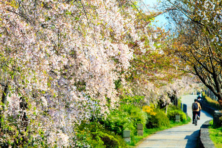 Kyoto, Japan - April 12, 2013: Sakura season in Kyoto, Japan for adv or others purpose useのeditorial素材