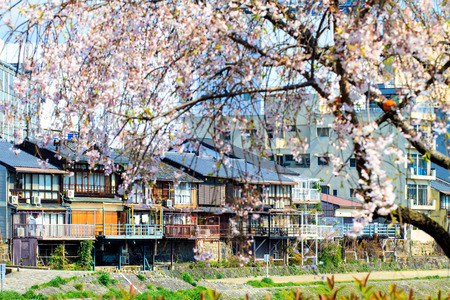 Kyoto, Japan - April 12, 2013: Sakura season in Kyoto, Japan for adv or others purpose useのeditorial素材