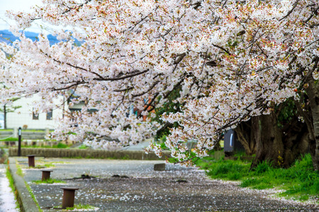 Kyoto, Japan - April 12, 2013: Sakura season in Kyoto, Japan for adv or others purpose useのeditorial素材