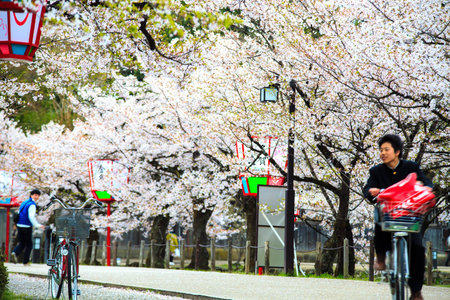 Kyoto, Japan - April 12, 2013: Sakura season in Kyoto, Japan for adv or others purpose useのeditorial素材