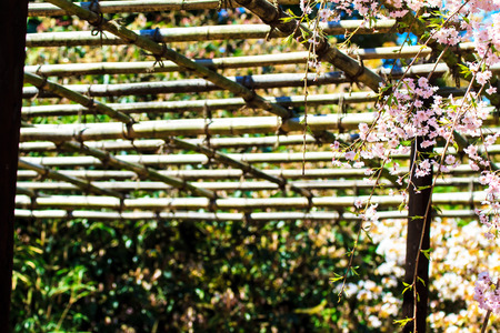 Kyoto, Japan - April 12, 2013: Sakura season in Kyoto, Japan for adv or others purpose useのeditorial素材