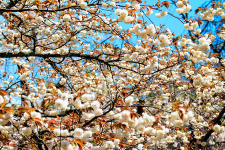 Kyoto, Japan - April 12, 2013: Sakura season in Kyoto, Japan for adv or others purpose useのeditorial素材