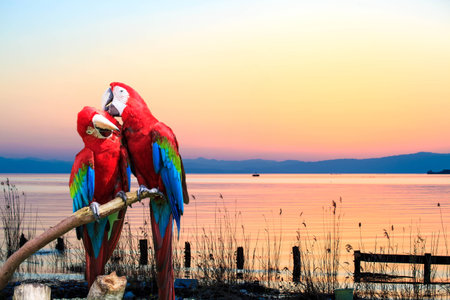 The potrait of Blue & Gold Macaw の写真素材