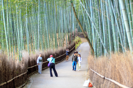 Kyoto, Japan - April 14, 2013: The bamboo forest of Kyoto, Japanのeditorial素材