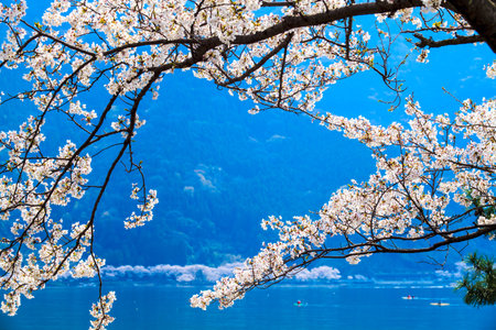 One of the Lake Biwa EightShiga Prefecture, Japan - April 14, 2013: Located in Shiga Prefecture Makino Takashima-cho Kaizu, reef area that is protruding into Lake Biwa Kaizu Osaki (Kaizu Osaki). One of the Lake Biwa Eightの写真素材