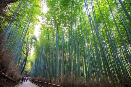 The bamboo forest of Kyoto, Japanの写真素材