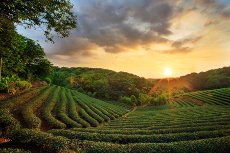 tea plantation landscape sunset for adv or others purpose useの写真素材